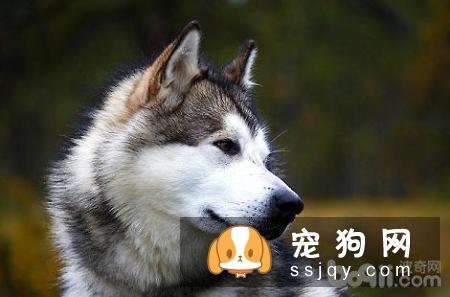 阿拉斯加必须要办狗证吗?不办会怎么办?