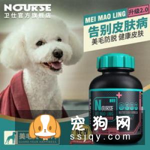 宠物狗狗接生前必须准备的用品及营养补品