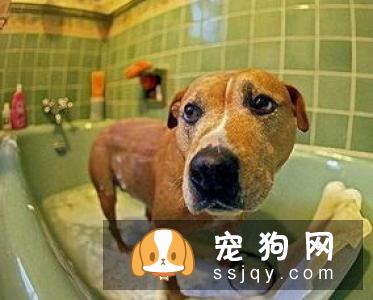 宠物狗狗狗洗澡的技巧及注意事项!