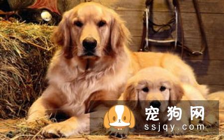 宠物狗狗狗洗澡的技巧及注意事项!