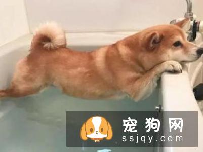 宠物狗狗狗洗澡的技巧及注意事项!