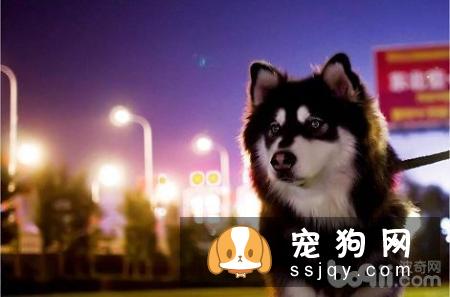 阿拉斯加必须要办狗证吗?不办会怎么办?
