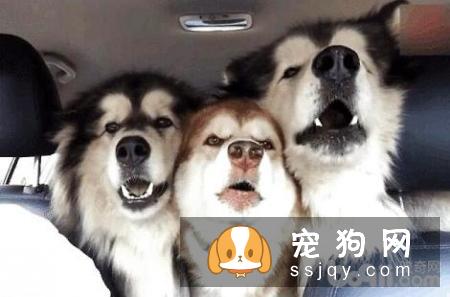阿拉斯加必须要办狗证吗?不办会怎么办?
