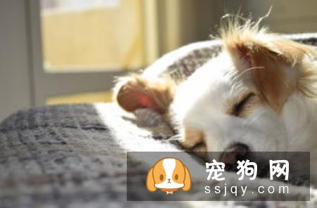 狗狗的泪痕怎么破?3个锦囊妙招帮你养成健康狗狗!