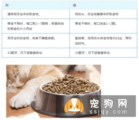 狗狗和猫咪在饮食上原来有这么多不同！