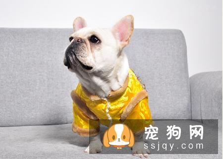 你真的了解你的狗狗吗?10个养狗误区