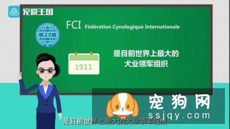 想买纯种犬太难,总是被狗贩子坑?CKU为狗狗打造了五大神器
