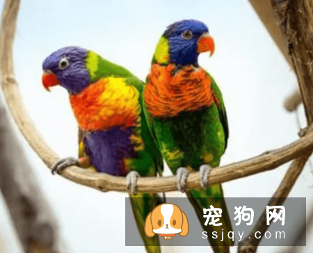 什么宠物认主，最认主的宠物排行榜