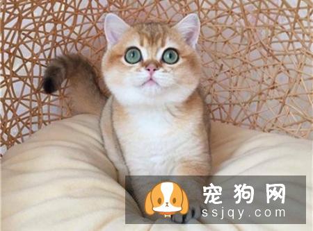 辟谣：我家宠物吃非常贵的宠粮，住得也不错，它很幸福！