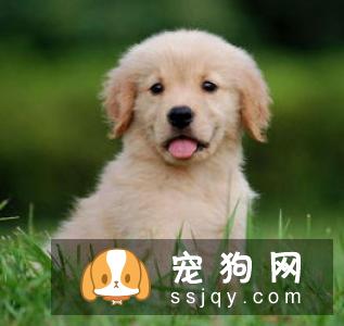 狗狗总是无缘无故乱叫是怎么回事？