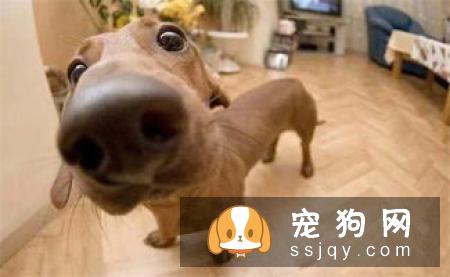 所谓的鼻子干到底是怎么一个情况吧!狗狗感冒鼻头干到底是什么情况?