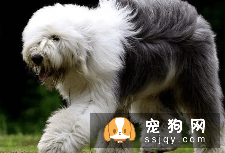 有哪些宠物比较粘人，排名前20的粘人宠物排行榜！
