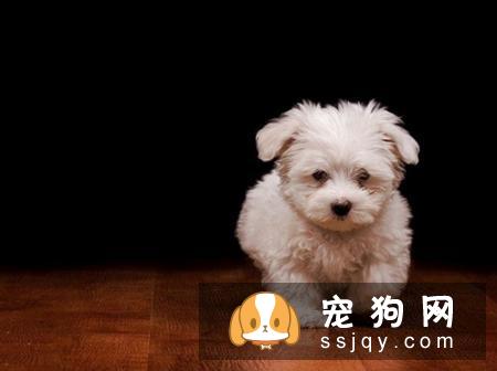 狗狗的胡须有什么用？可以剪吗？
