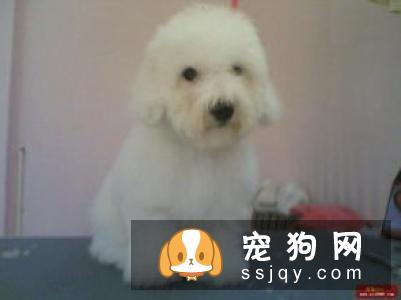 比熊和泰迪有什么不同，应该怎么区分比熊和泰迪？