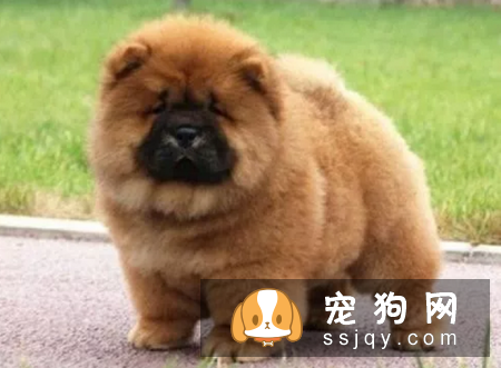 如何饲养松狮幼犬，松狮幼犬饲养方法