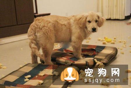 不适合养狗狗的人有哪些？
