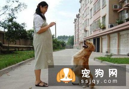 怀孕期间还能养狗狗吗？