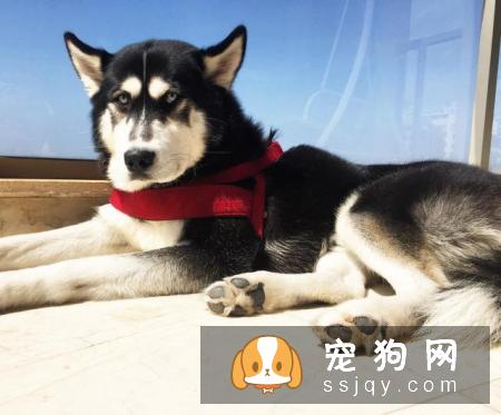狗狗打什么疫苗？狗狗接种疫苗的年龄和流程