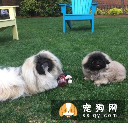 人类养宠物的本质是什么？
