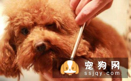 不适合养狗狗的人有哪些？