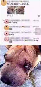 别拿无知当真爱，这种行为会害死你的狗