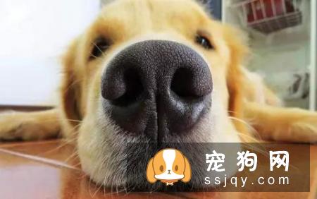 狗狗的鼻子褪色是什么原因？