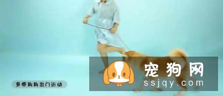 最伤的7种养狗方式，你做过几种？