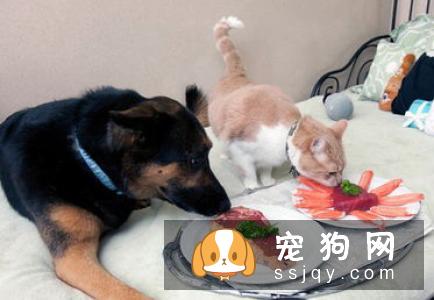 怎样养宠物才能让它们活得更久？