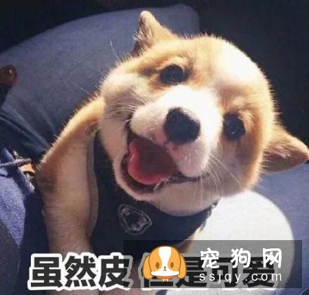 狗是由狼驯化来的,狗对主人好是因为它们本身具有奴性