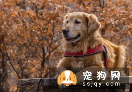 绝育和不绝育各有利弊,到底要不要给毛孩绝育呢?