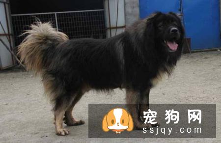 宠仔圈:四种不适合新手养的猛犬,你中枪了没!