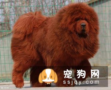 狗狗脸肿胀怎么办？先弄清楚原因才能对症下药！