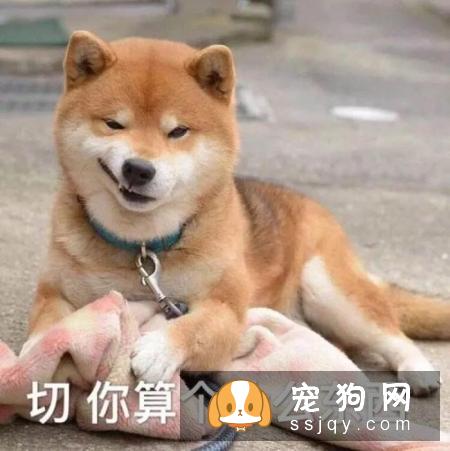 狗是由狼驯化来的,狗对主人好是因为它们本身具有奴性