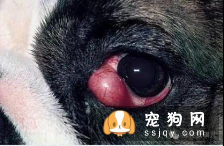 狗狗眼睛有红血丝是什么原因，应该怎么做?