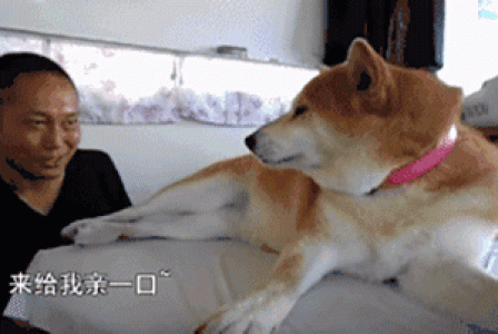 狗是由狼驯化来的,狗对主人好是因为它们本身具有奴性