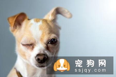 狗狗打什么疫苗？狗狗接种疫苗的年龄和流程