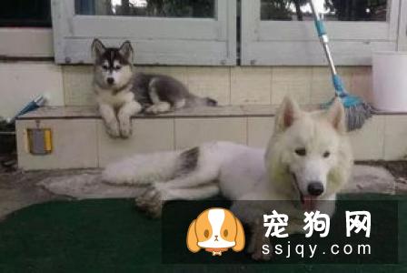喂食哈士奇中的错误做法 怎么喂养哈士奇
