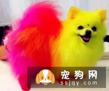 别拿无知当真爱，这种行为会害死你的狗
