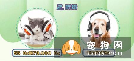 狗狗智商VS猫咪智商，究竟谁比较聪明？