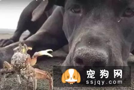 狗狗为什么喜欢在地上刨坑？是什么原因引起的