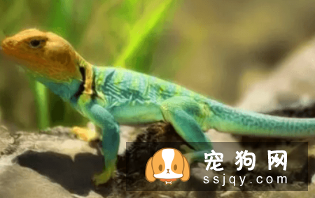 什么宠物认主，最认主的宠物排行榜