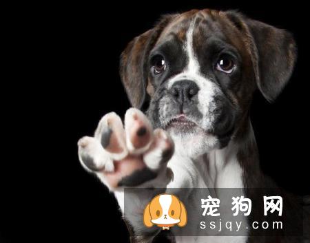 不适合养狗狗的人有哪些？
