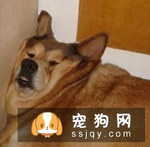 保护沙发不被狗狗抓坏的4个秘诀！