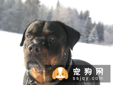 城市人能养罗威纳犬吗？罗威纳犬好不好养？