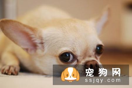 为什么小型犬比大型犬更长寿？
