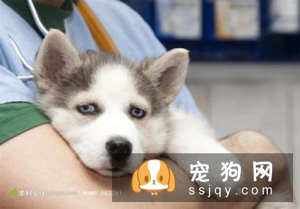 宠仔圈狗狗秋季如何护理比较好?这三点你要知道!
