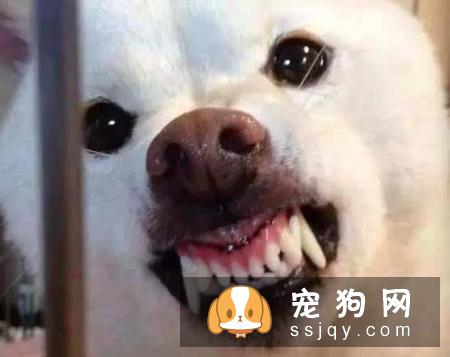 说狗的智商很高,是人类的忠诚朋友,那为什么它会咬人?