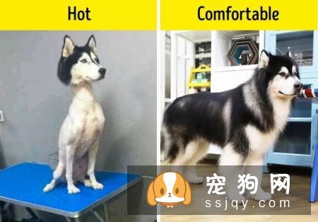 你真的了解你的狗狗吗?10个养狗误区