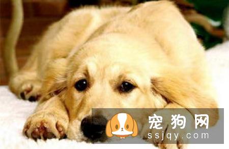 如何挑选聪明的狗狗，挑选聪明易训狗狗的四个关键点!