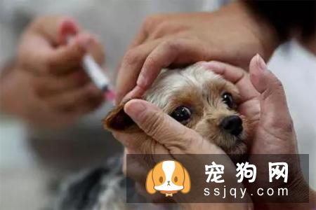 想要保证狗狗有健康的身体，主人应该怎么做？